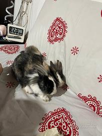 Conigli nani testa di leone