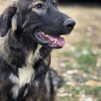 Incrocio pastore tedesco