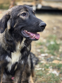 Incrocio pastore tedesco