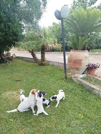 Jack Russel Terrier