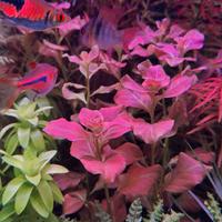 potature piante per  acquario 