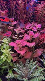 potature piante per  acquario 