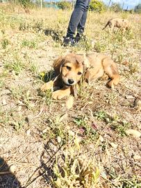 Cucciola taglia media simil golden