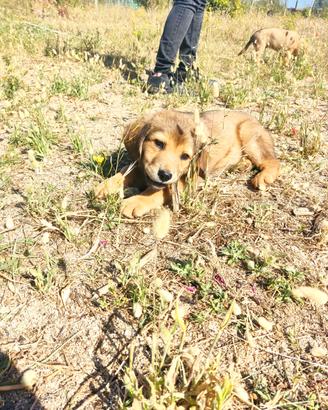 Cucciola taglia media simil golden