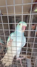 Parrocchetti dal collare cleartail