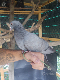 Volantini addestrati