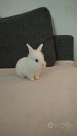 Coniglio testa di leone angora