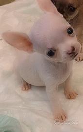 Cuccioli chihuahua