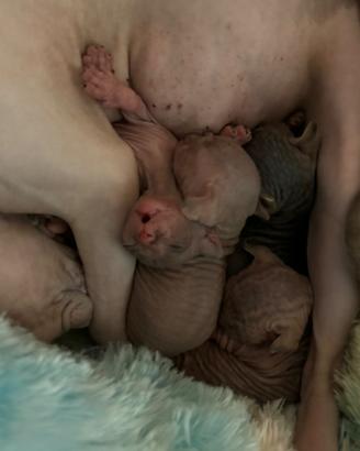 Gatti nati da 10 giorni