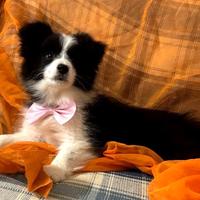 Cuccioli di border collie pedigree top