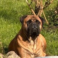 Cuccioli di cane razze Bullmastiff ceduti a 3 mesi