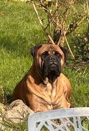 Cuccioli di cane razze Bullmastiff ceduti a 3 mesi