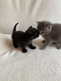2 gattini maschi