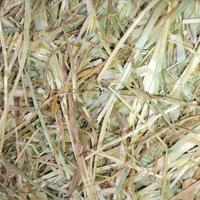 foraggio annata 2024