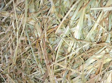 foraggio annata 2024