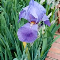IRIS (GIAGGIOLO) rizoma