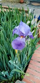 IRIS (GIAGGIOLO) rizoma