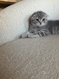 Gattino Scottish Fold
