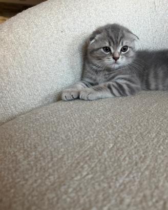 Gattino Scottish Fold