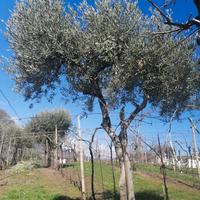 Olivi