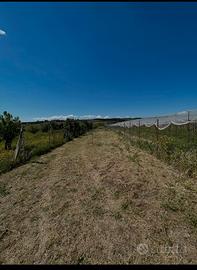 Terreno Agricolo di 1258 mq . A Sinnai