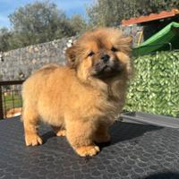 Chow chow cucciolo