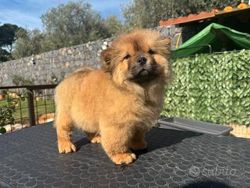 Chow chow cucciolo