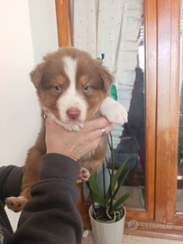 Pastore australiano con pedigree