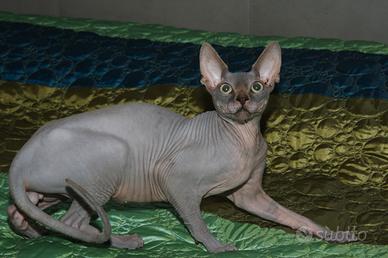 Cucciolo sphynx