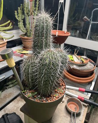 Cactus