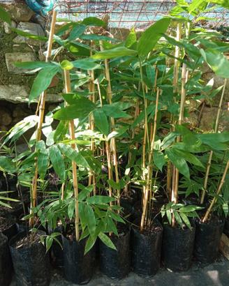 Pianta Bambù Gigante Dendrocalamus Giganteus bambo