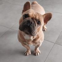 Bulldog Francese Riproduzione Accoppiamento