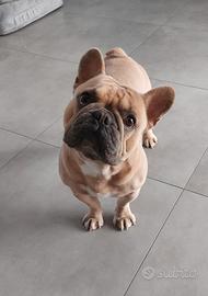 Bulldog Francese Riproduzione Accoppiamento