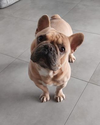 Bulldog Francese Riproduzione Accoppiamento