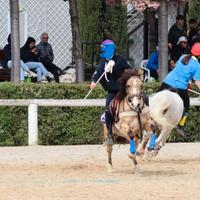 Pony 1.33 Mountain Games