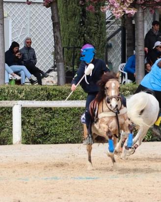 Pony 1.33 Mountain Games