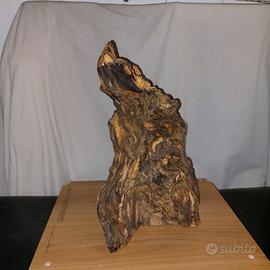 Radica di ulivo