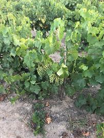 Disponibile uva da vino varietà Nasco di Cagliari,