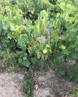 Disponibile uva da vino varietà Nasco di Cagliari,
