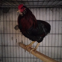 Galline ornamentali