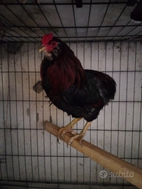 Galline ornamentali