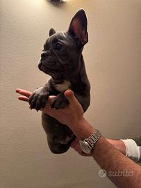 Bulldog francese