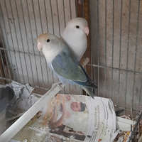 Coppia inseparabili