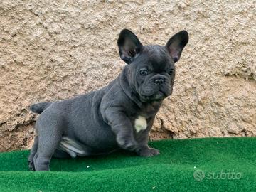 Bulldog francese maschio