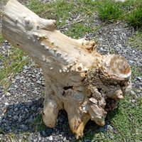 Radice albero decorativa