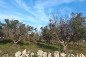 Terreno agricolo