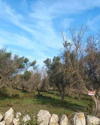 Terreno agricolo