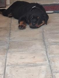 Cucciolo di rottweiler di 4 mesi e nezzo