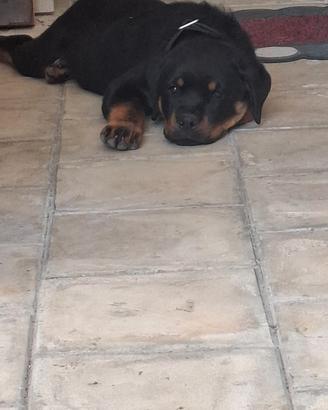Cucciolo di rottweiler di 4 mesi e nezzo