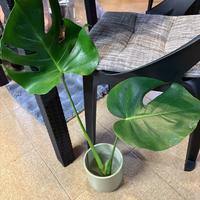 Talea di monstera